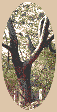 image3.gif (14633 bytes)